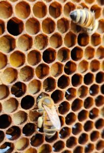 Pollen forager