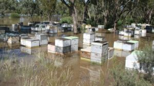 A partially submerged apiary.