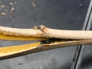 A photograph of a stem being split to reveal small bees inside