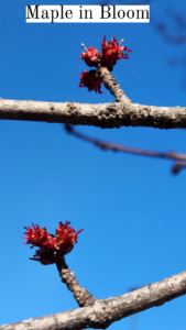 Cover photo for What Should I Be Doing in My Apiary This Month?  February