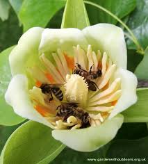 Cover photo for What Should I Be Doing in My Apiary This Month? May